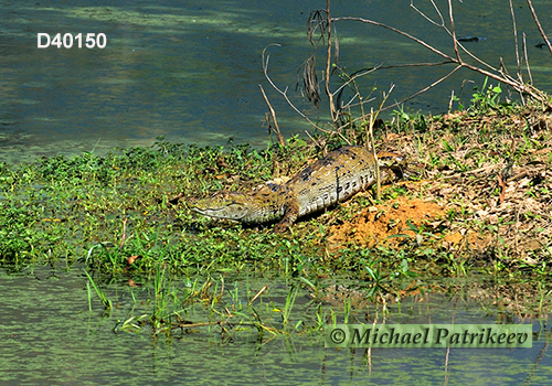 Broad-snouted Caiman (Caiman latirostris)